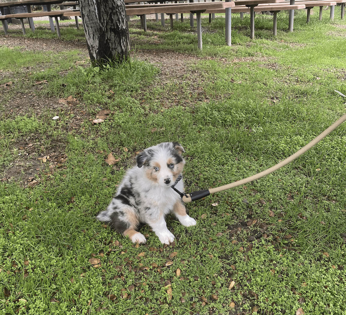 Image of my puppy OB sitting in the park